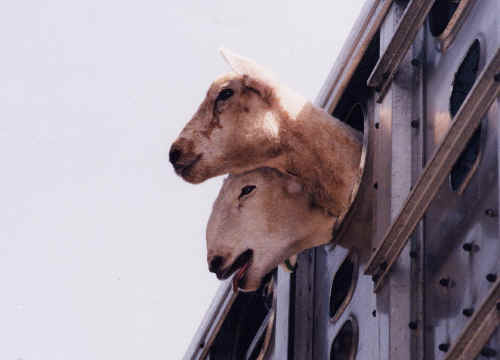 Live Animal Transport (all-creatures.org)