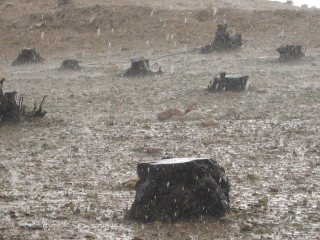 Stumps of Palestinian olive trees from previous E1 land grab