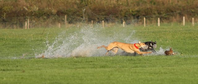 Hare being terrorised in waterlogged field at Irish coursineg event