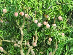 India Leads World In Mango Exports