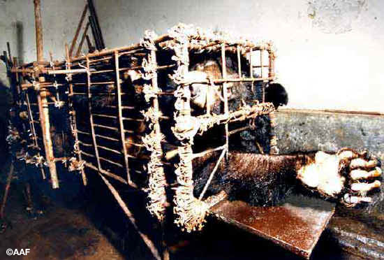 Chinese Bear Farms Kill And Inflict Suffering