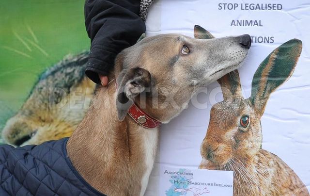 Hare and Greyhound alike are victims of coursing in Ireland...