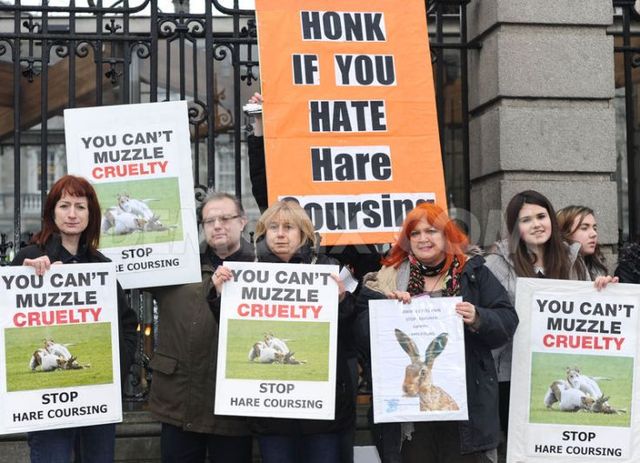 Campaigners call for Irish hare coursing ban