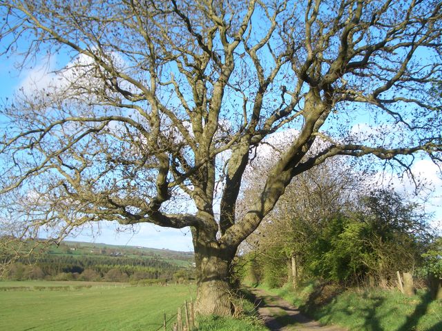 One of the mature trees UK Coal wish to translocated or relocated