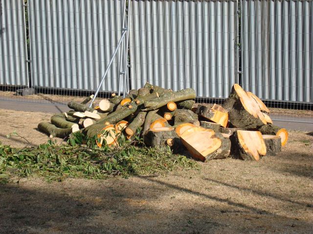 healthy trees reduced to a pile of logs