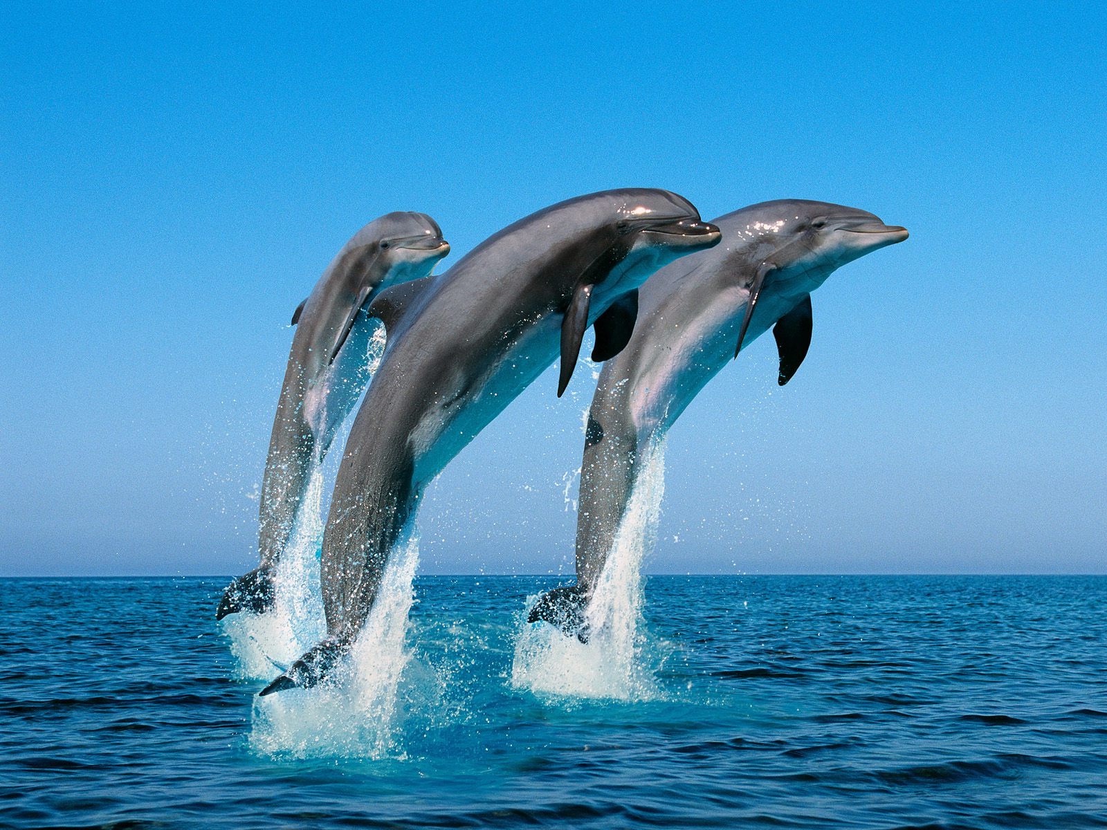 essay on dolphin