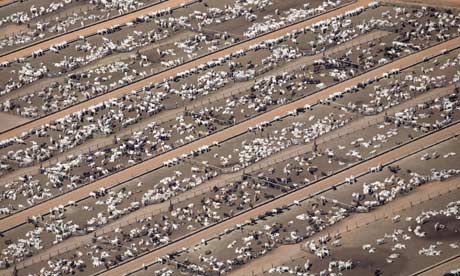 Brazilian Feedlot