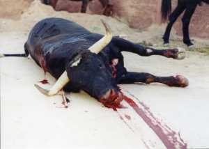 Innocent Bulls Are Victims