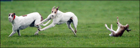 hare coursing in Ireland