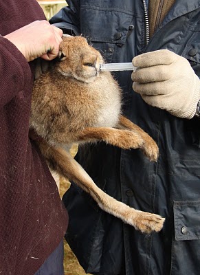 A captured hare prior to coursing...