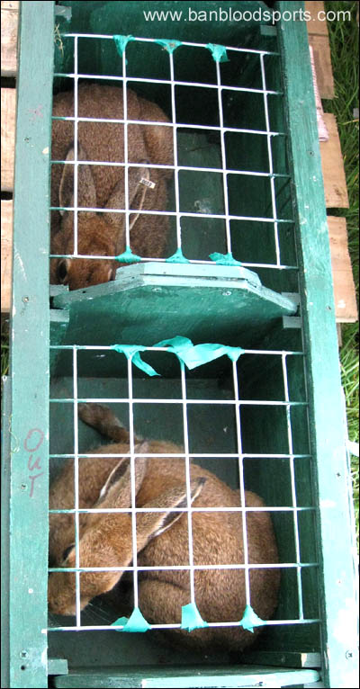 Hares in captivity await coursing cruelty...