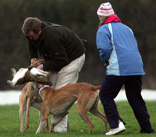 "sport"? A trypical scene at a hare coursing event...