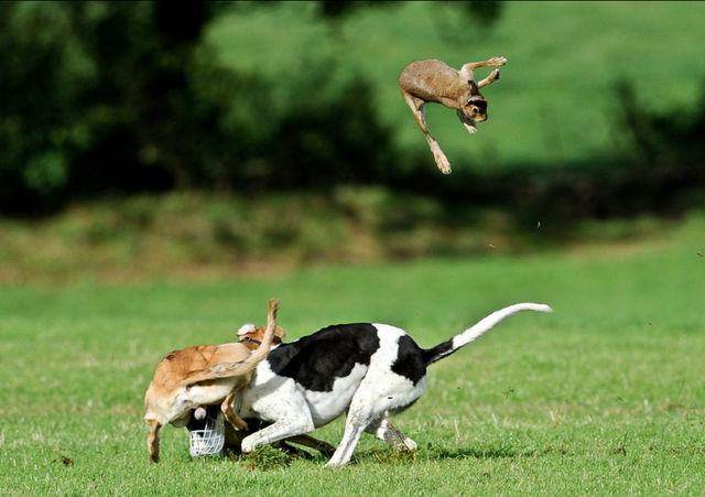 Hare being tossed into the air at Irish coursing fixture