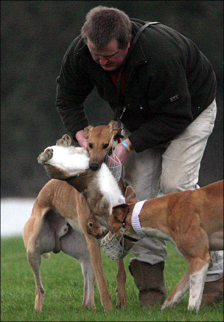 Coursing clubs call this "conservation"