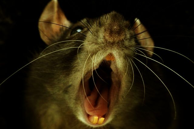 RODENT HEROS VERSUS NAZI FILTH!