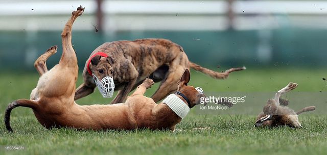Hare coursing cruelty at Irish Cup event